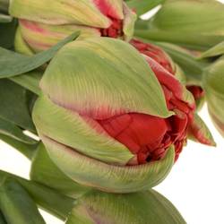 Franz.rot doppel Ballgame 78 Gramm 55cm