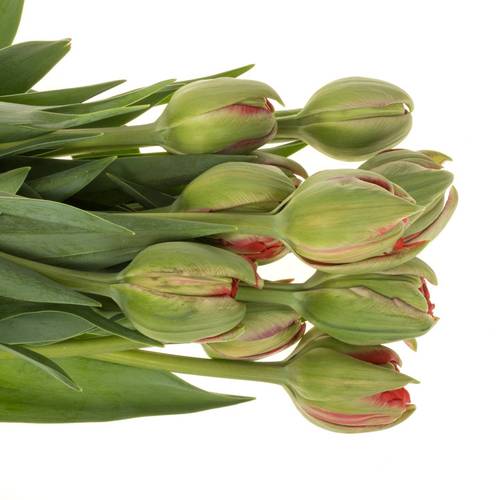 Franz.rot doppel Ballgame 78 Gramm 55cm