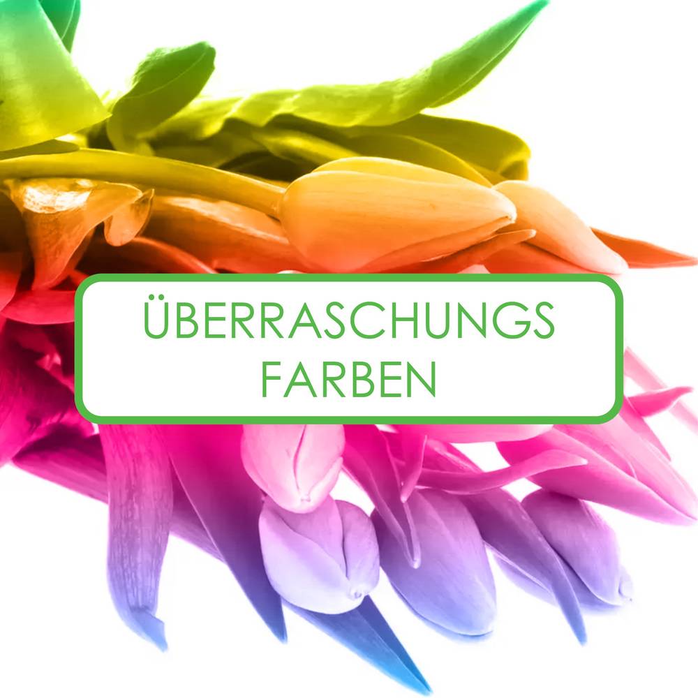 Franz.Tulpe 3 x 10 sorte mix