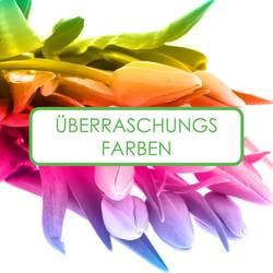 Franz.Tulpe 3 x 10 sorte mix