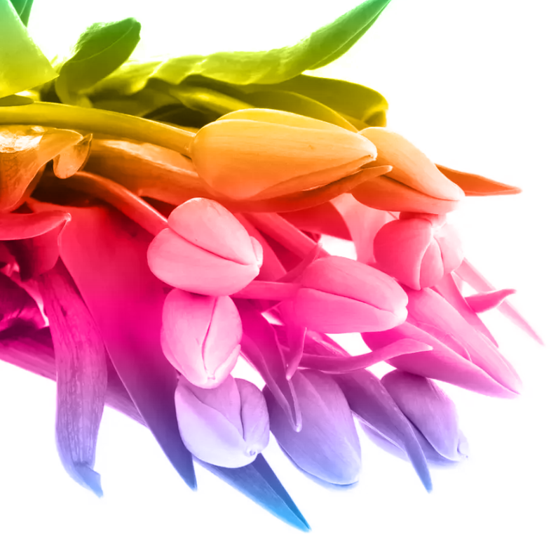 Franz.Tulpe 3 x 10 sorte mix