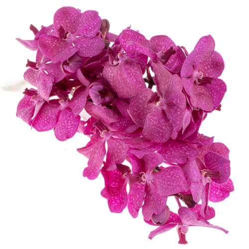 Vanda pink Tayanee 25 Blüten 3 Stiele