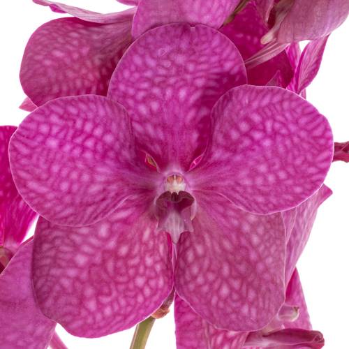 Vanda pink Tayanee 25 Blüten 3 Stiele