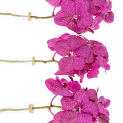 Vanda pink Tayanee 25 Blüten 3 Stiele