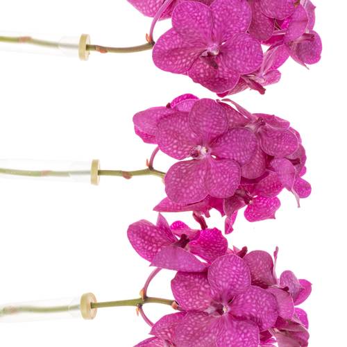 Vanda pink Tayanee 25 Blüten 3 Stiele