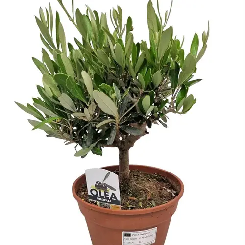 Olea Busch T17 H035