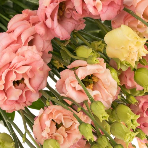 Lisianthus orange Sabrina 5+Blüte 70cm