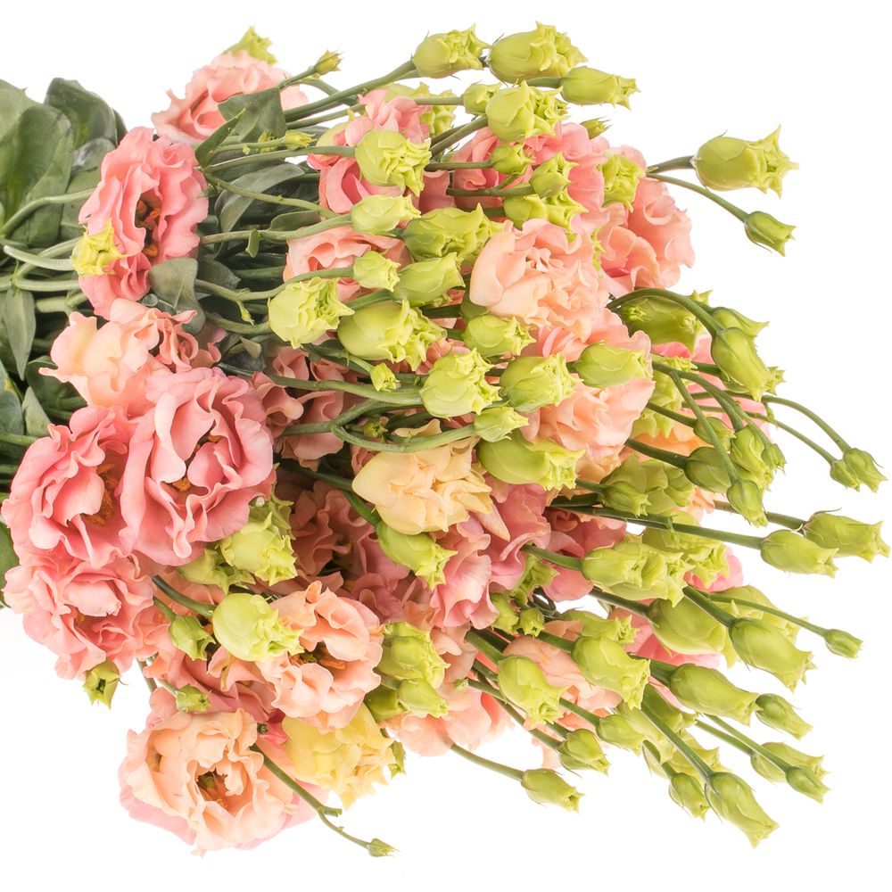 Lisianthus orange Sabrina 5+Blüte 70cm