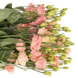 Lisianthus orange Sabrina 5+Blüte 70cm