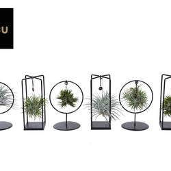 Tillandsia mix Cube/Ring T10 H025