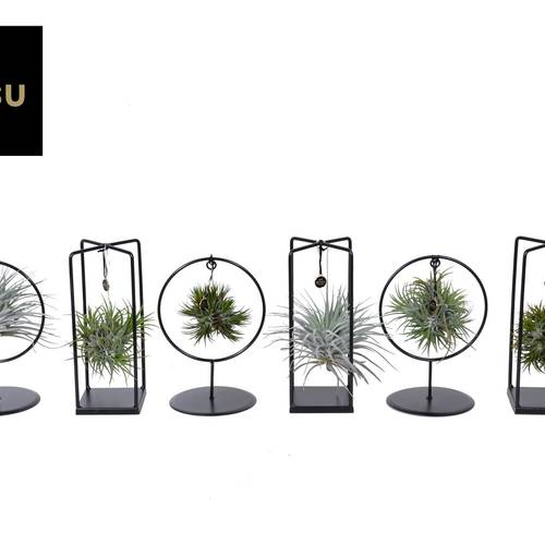 Tillandsia mix Cube/Ring T10 H025