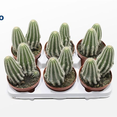 Trichocereus Huascha T13 H20