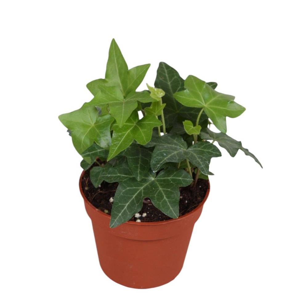 Efeu Helix grün T08,5