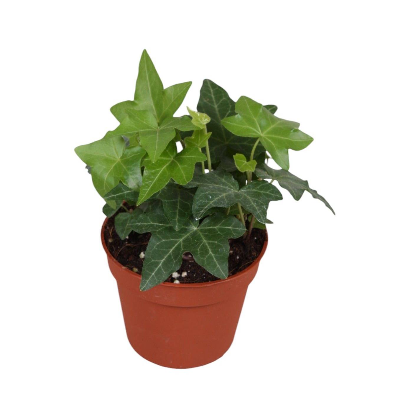Efeu Helix grn T08,5 (Efeu) | Heyl - Blumengrohandel / Floristikgrohandel