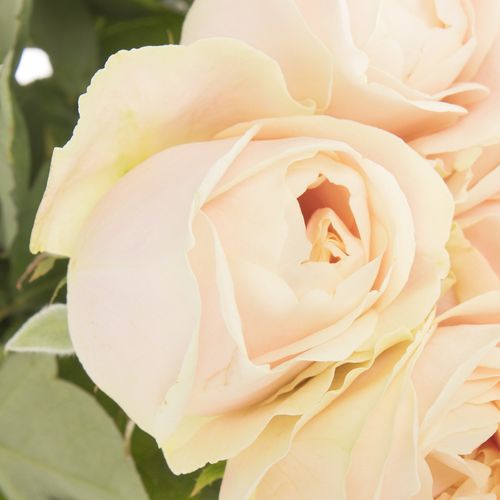 Rose hell rosa/creme Chiffon gefüllt 70cm