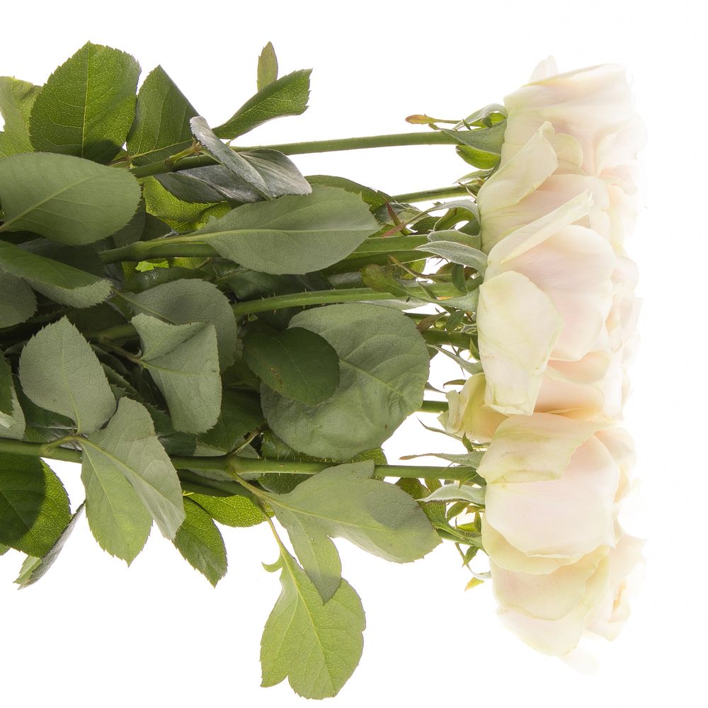 Rose hell rosa/creme Chiffon gefüllt 70cm