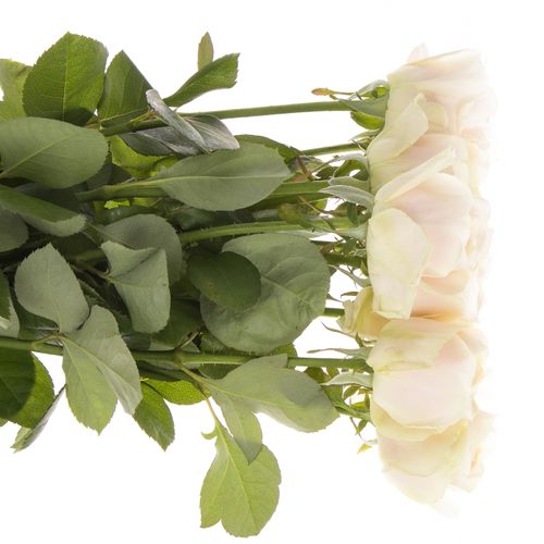Rose hell rosa/creme Chiffon gefüllt 70cm