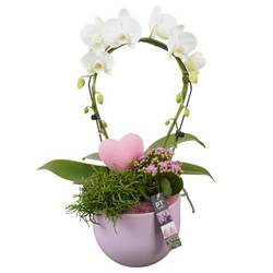 Phal.Arr PTVMB2217 T19 H053