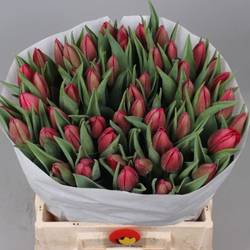 Tulpe rot Reset 44 Gramm