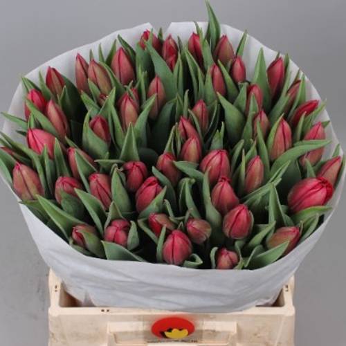 Tulpe rot Reset 44 Gramm