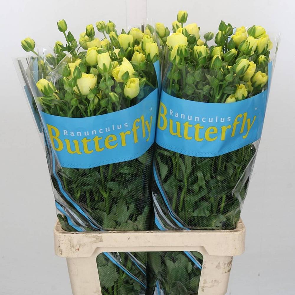 Ranunkel creme Butterfly Helios 60cm