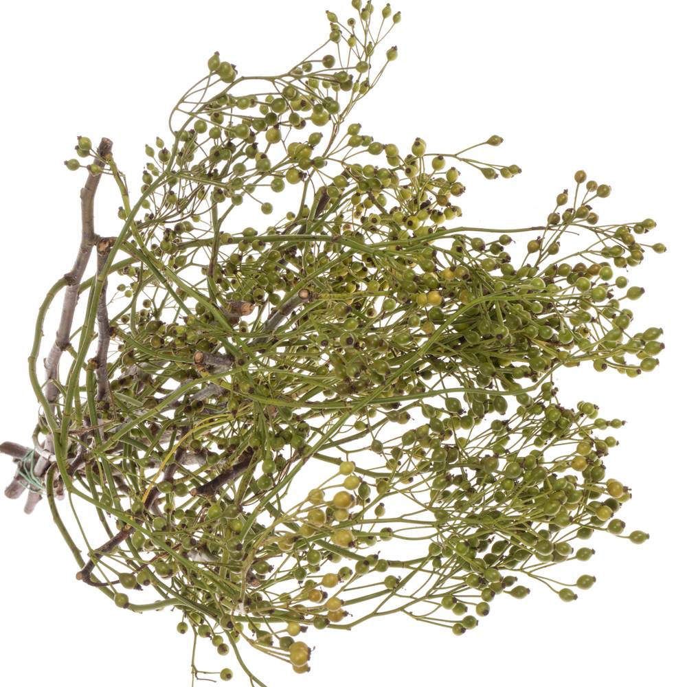 Hagebutte grün Corallo ohne dorn 50cm