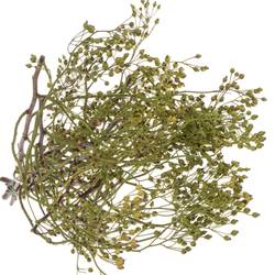 Hagebutte grün Corallo ohne dorn 50cm