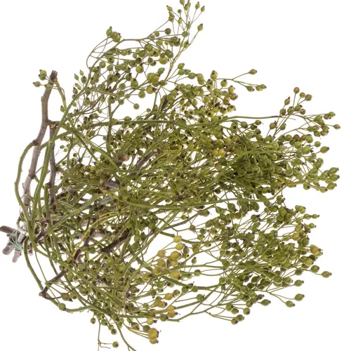 Hagebutte grün Corallo ohne dorn 50cm