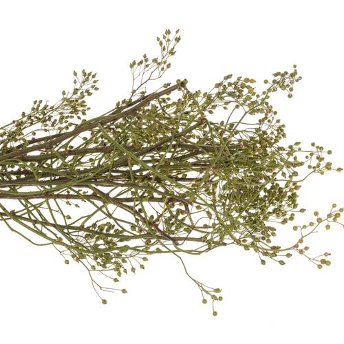 Hagebutte grün Corallo ohne dorn 50cm
