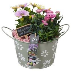 Garten.Arr PTPP6898 T18 H023