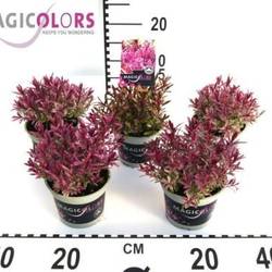 Hebe mix Andersonii T12 H020