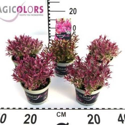 Hebe mix Andersonii T12 H020