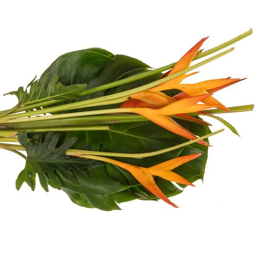 Heliconia Strauß Suzy 65cm