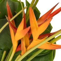 Heliconia Strauß Suzy 65cm