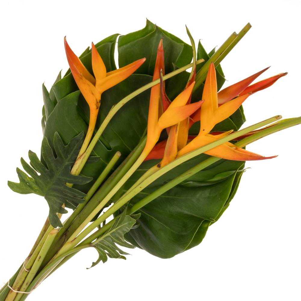 Heliconia Strauß Suzy 65cm