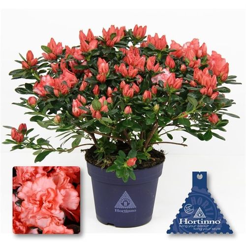 Azalea Hortinno hell rot Magic 37cm T15