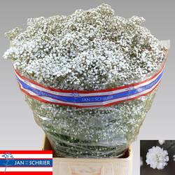 Gyps weiss Victoria 55 Gramm grosse Blüte