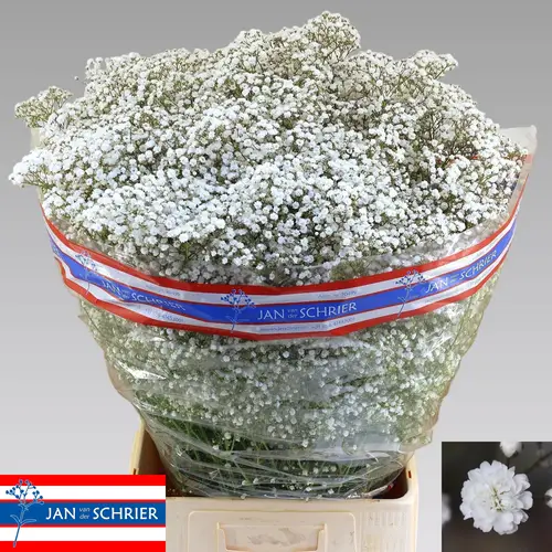 Gyps weiss Victoria 55 Gramm grosse Blüte