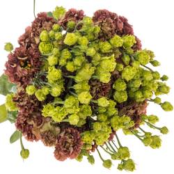 Lisianthus braun Terracotta Rosanne waalzicht 5+Blüte 70cm