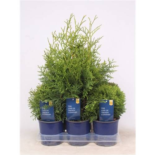 Thuja mix T15 H35