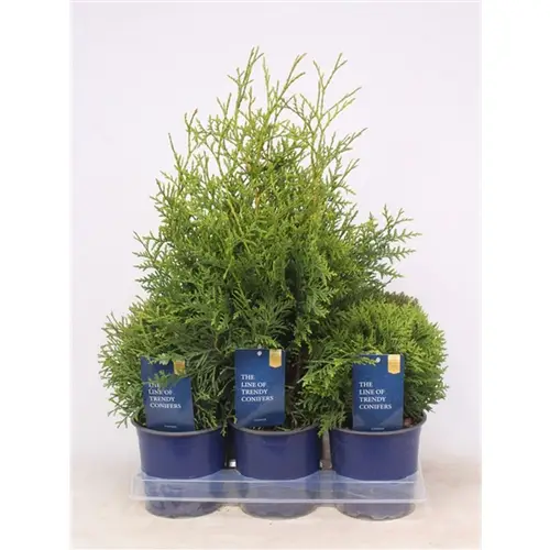Thuja mix T15 H35