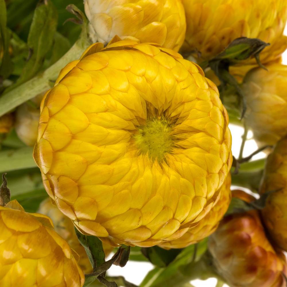 Helicrysum gelb 60cm x20