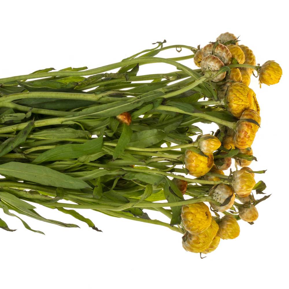 Helicrysum gelb 60cm x20