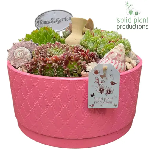 Semper.Arr SMP036 Loes rosa T19 H020