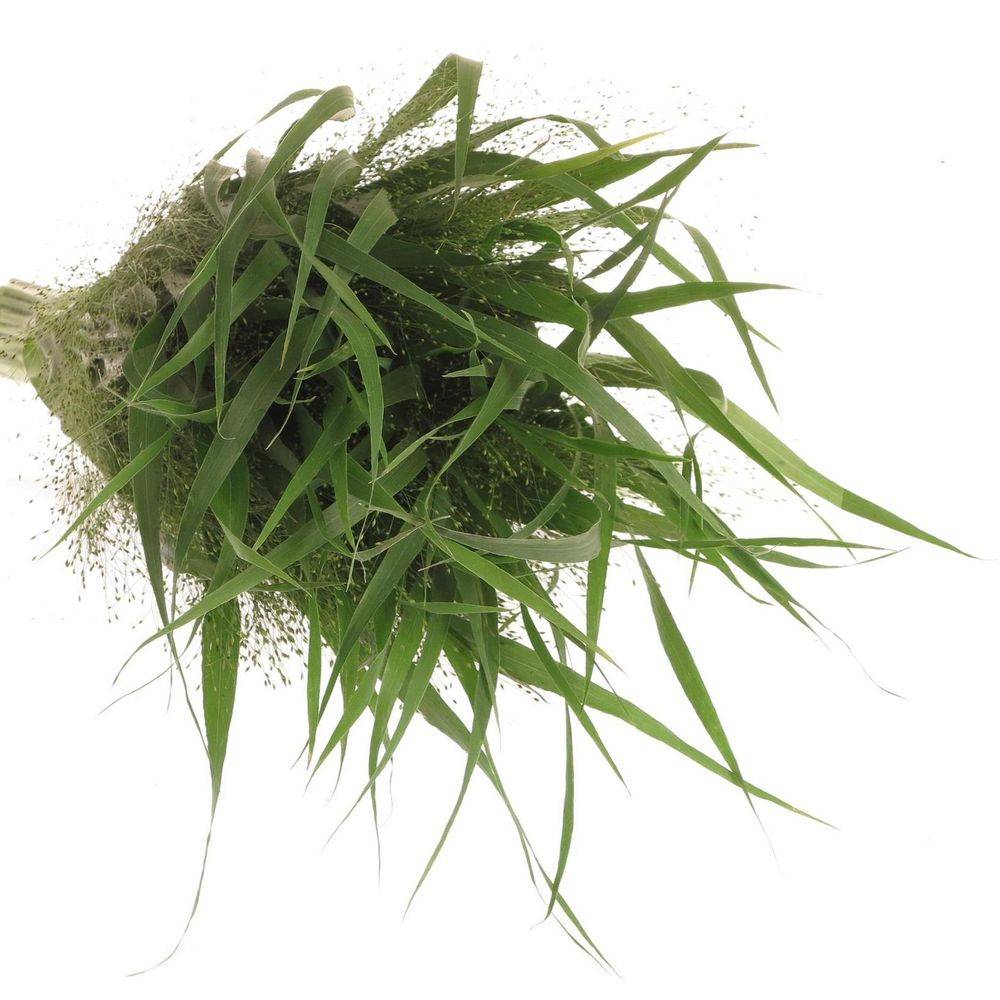 Ziergras grün Panicum 70cm