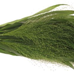 Ziergras grün Panicum 70cm