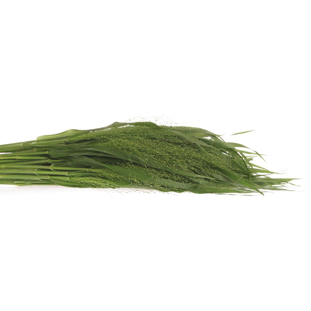 Ziergras grün Panicum 70cm