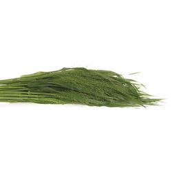 Ziergras grün Panicum 70cm