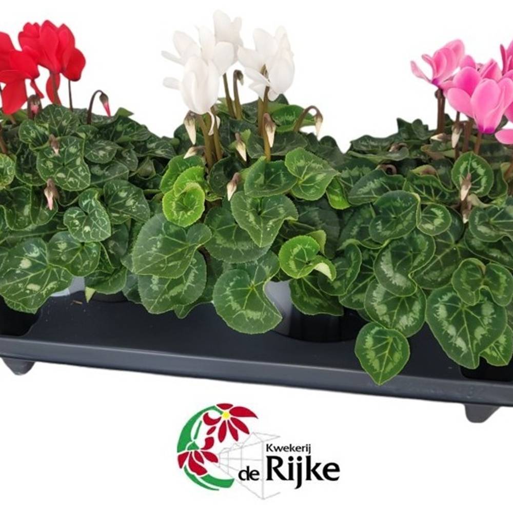 Cyclame mix Super Serie XL T15 H035