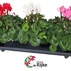 Cyclame mix Super Serie XL T15 H035
